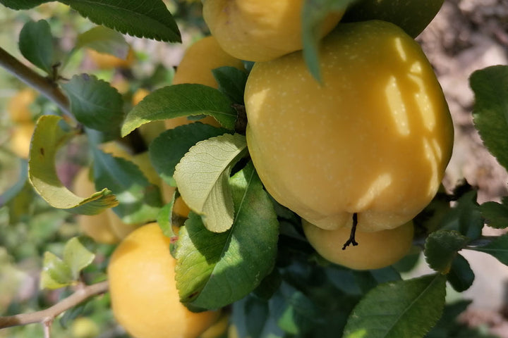 Get Your Seasonal Fruits Direct from our Melbourne's North East Region Orchards