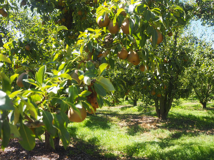 Pear Orchards Victoria