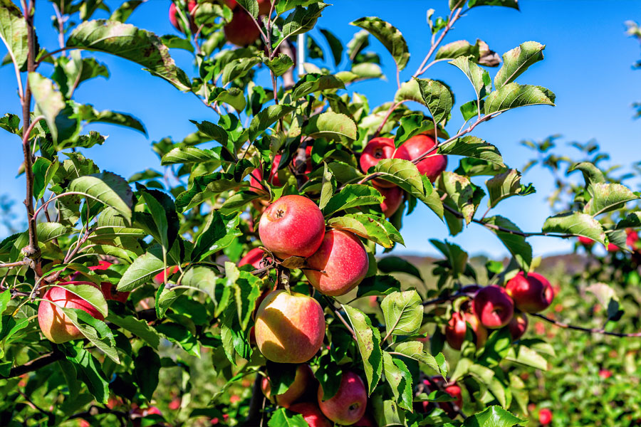 Pink Ladies' Apples 10 KG Box Apple Orchards, Melbourne, Victoria