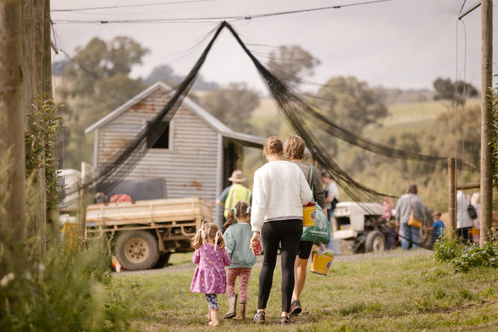 Harvest Season at Apteds Orchards: A Fruit Lover’s Paradise!