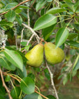 Packhams Triumph Pears