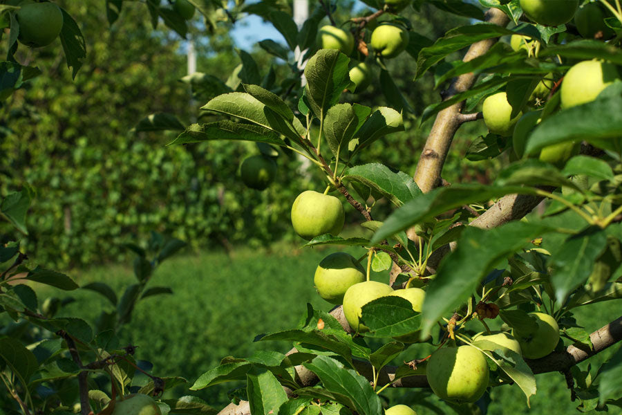 Granny Smith Apples - 2KG Bag Healthy Kids