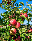 Pink Lady™ Apples - 2KG Bag