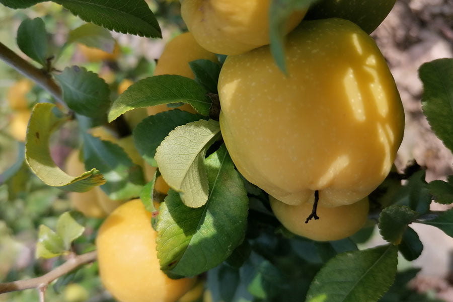 Quinces - 10KG Box